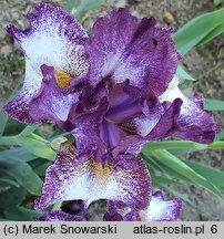 Iris hort. Prince of Burgundy