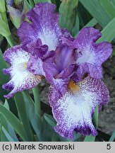 Iris hort. Prince of Burgundy