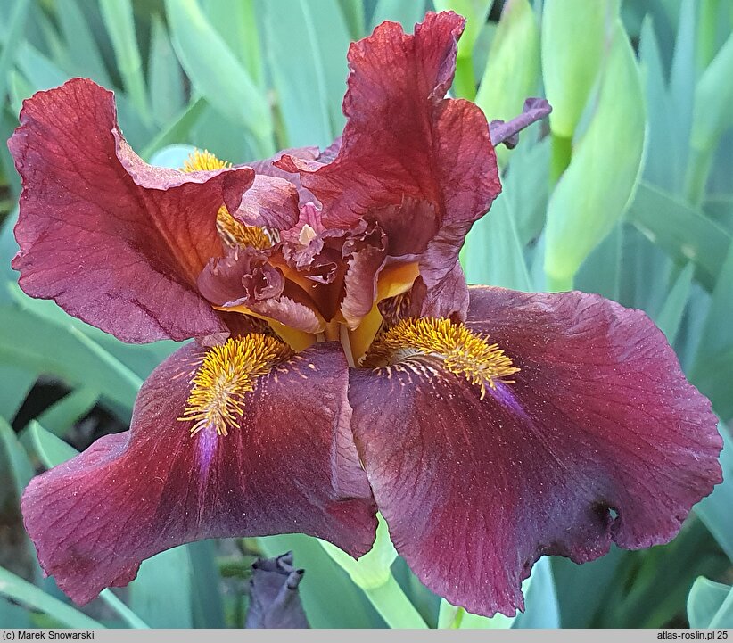 Iris hort. Red Zinger