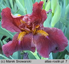 Iris hort. Red Zinger