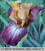 Iris hort. Broadway Baby