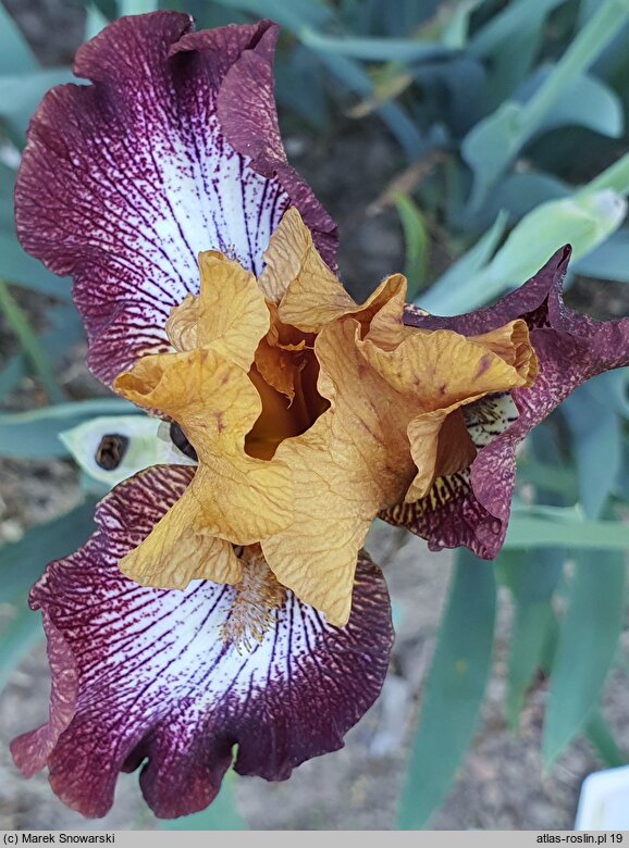 Iris hort. Broadway Baby
