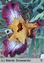 Iris hort. Broadway Baby