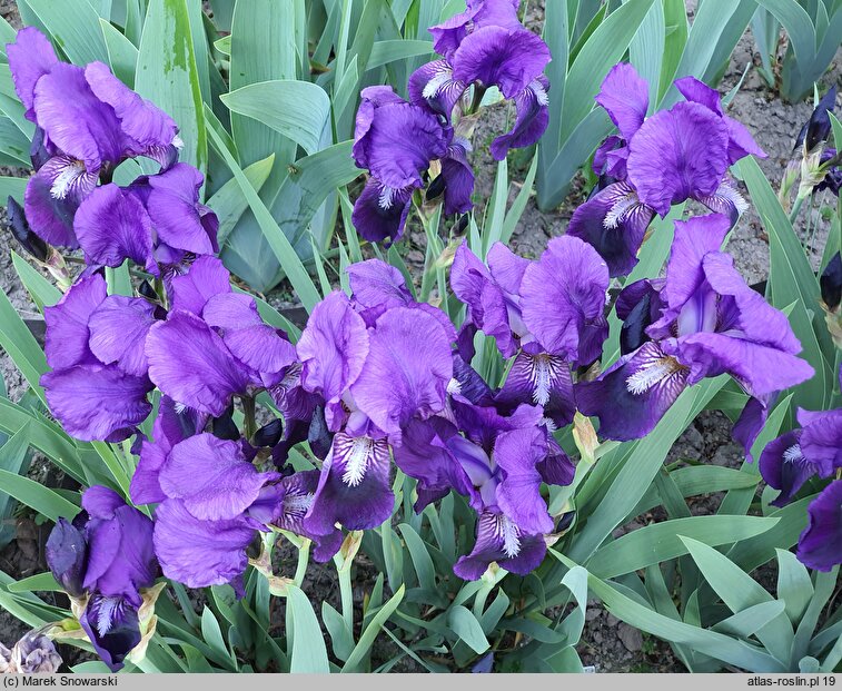 Iris hort. Eleanor Roosevelt