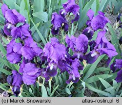 Iris hort. Eleanor Roosevelt