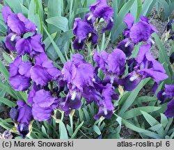 Iris Eleanor Roosevelt