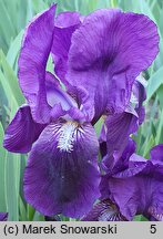 Iris hort. Eleanor Roosevelt