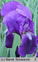 Iris hort. Eleanor Roosevelt