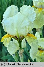 Iris hort. Helge