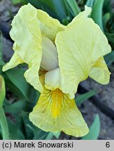 Iris hort. Helge
