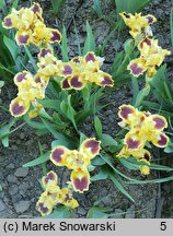 Iris hort. Jazzamatazz