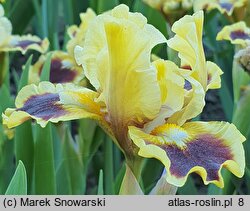 Iris hort. Jazzamatazz