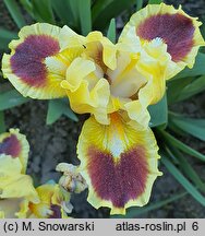 Iris hort. Jazzamatazz