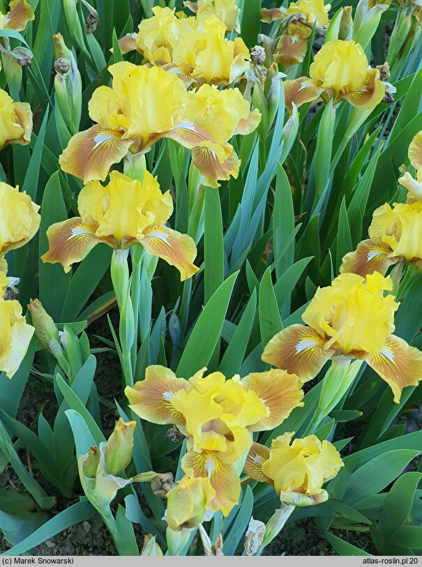 Iris hort. Rabbits Foot