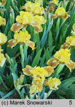 Iris hort. Rabbits Foot