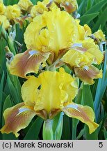 Iris hort. Rabbits Foot