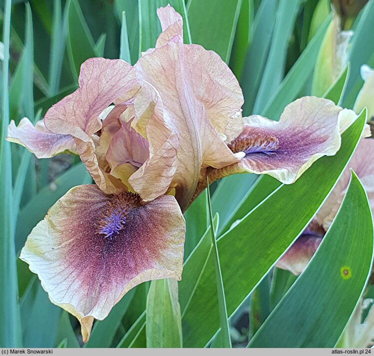 Iris hort. Cimarron Rose
