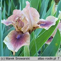 Iris hort. Cimarron Rose