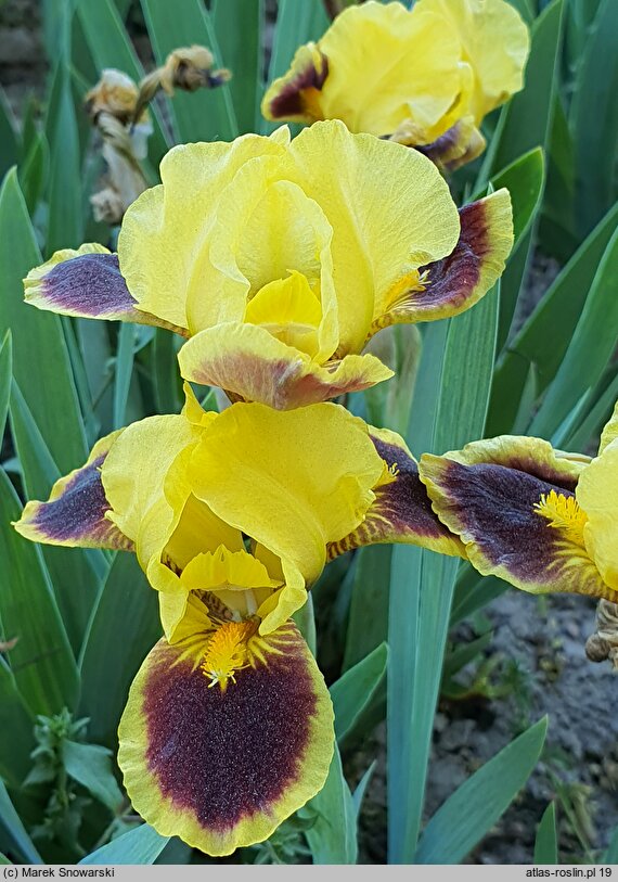Iris hort. Hot