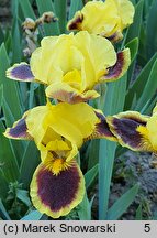 Iris hort. Hot