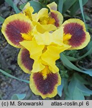 Iris hort. Hot