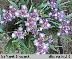 Iris hort. Transcribe