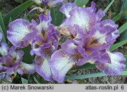 Iris hort. Transcribe