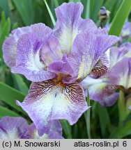 Iris hort. Transcribe
