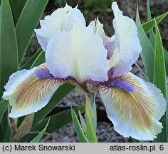 Iris hort. Derive