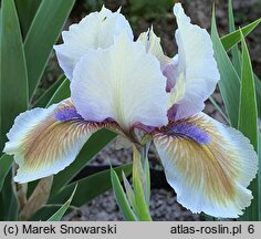 Iris Derive