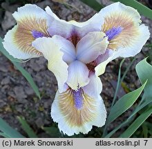 Iris hort. Derive