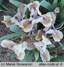 Iris hort. Derive