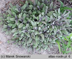 Salvia officinalis Purpurascens