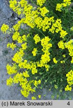 Erysimum pulchellum (pszonak nadobny)