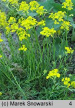 Erysimum pulchellum (pszonak nadobny)