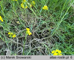 Erysimum pulchellum (pszonak nadobny)