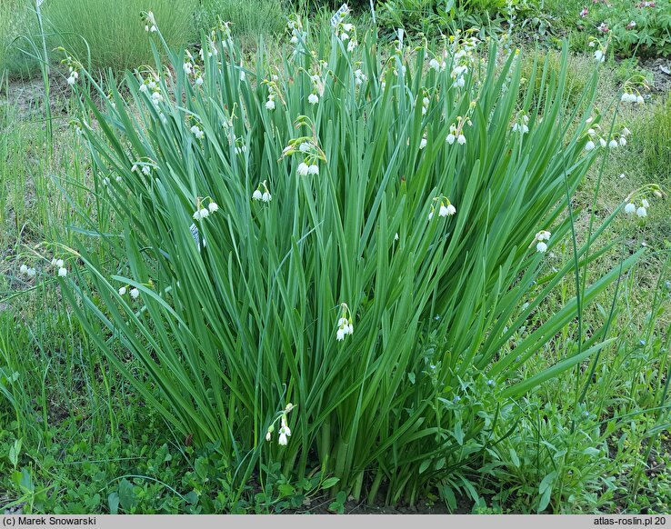 Leucojum aestivum (śnieżyca letnia)