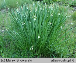 Leucojum aestivum (śnieżyca letnia)