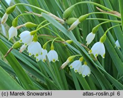 Leucojum aestivum (śnieżyca letnia)