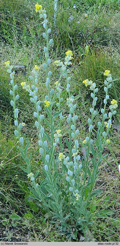 Fibigia clypeata (fibigia tarczowata)