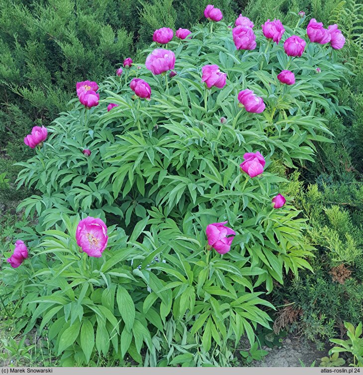 Paeonia officinalis ssp. microcarpa