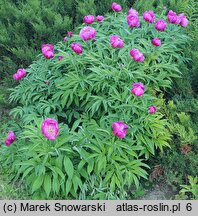 Paeonia officinalis ssp. microcarpa