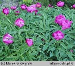 Paeonia officinalis ssp. microcarpa