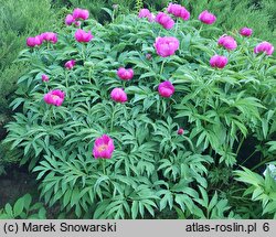 Paeonia officinalis ssp. microcarpa