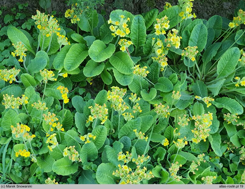 Primula veris ssp. columnae