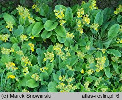 Primula veris ssp. columnae