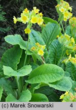 Primula veris ssp. columnae