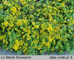 Genista pilosa (janowiec włosisty)