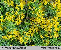 Genista pilosa (janowiec włosisty)