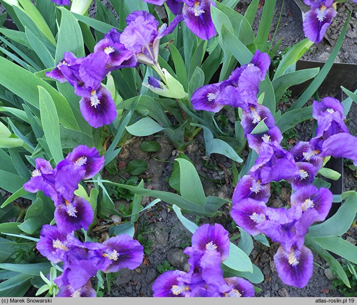 Iris hort. Double Lament